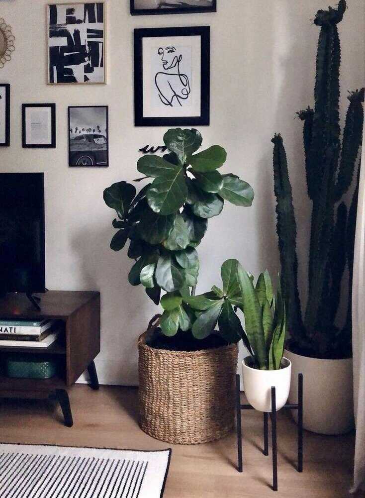 Earthy Tones with Indoor Plants