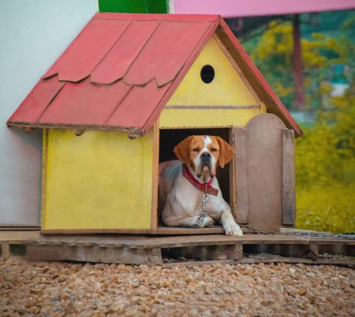 Eco-Friendly Recycled Dog House