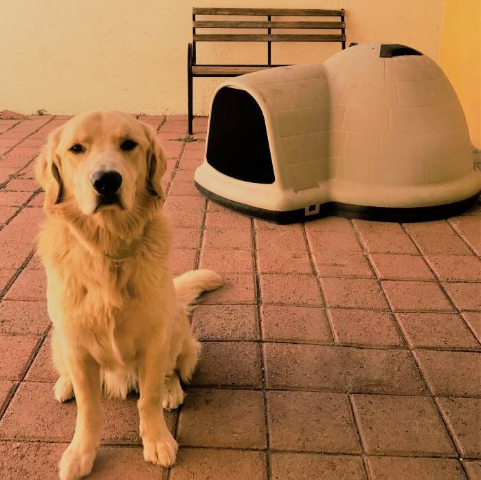 Warm and Cozy Igloo Dog House 