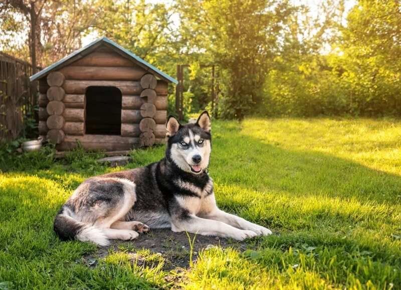 Log Cabin Dog House