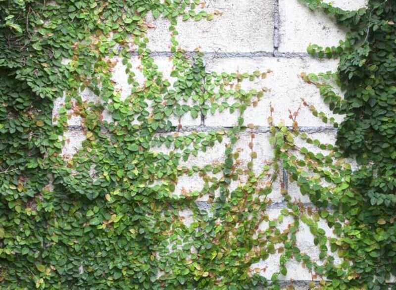 Vertical Garden with Green Wall Covering