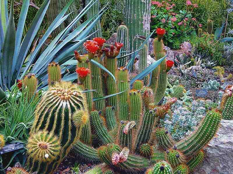 Cactus Garden