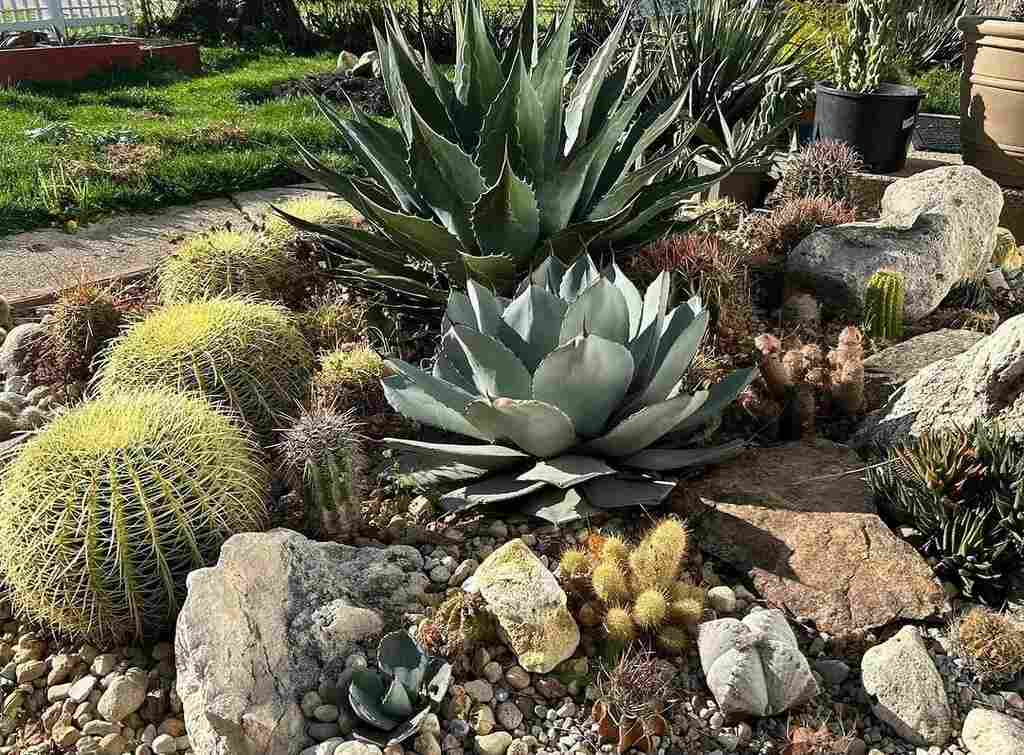 Cactus and Succulent Gardens