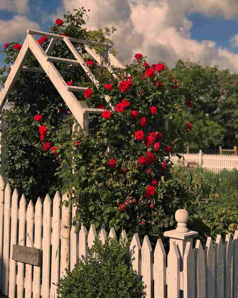 Climbing roses