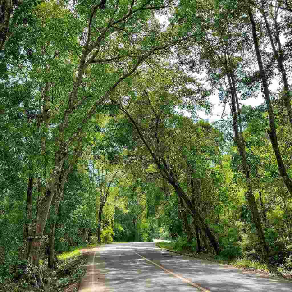 Shade Trees for Cooling