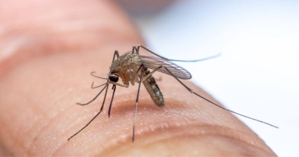 Pest Control for Event Venues