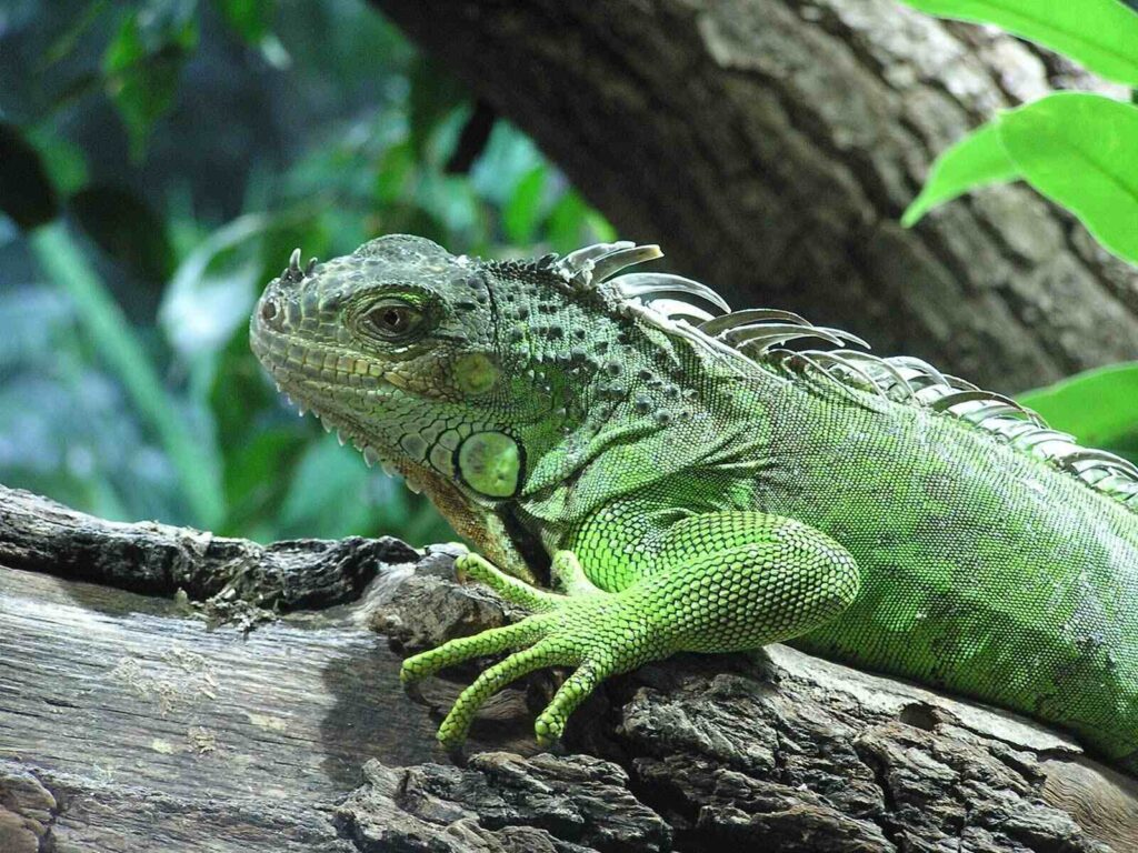 How Iguana Removal Services Are Protecting Miami Property