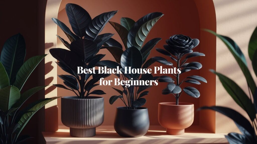 Black House Plants for Beginners