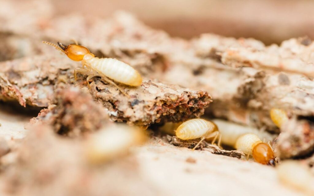 Understanding Termite Attraction to Gold Coast Properties
