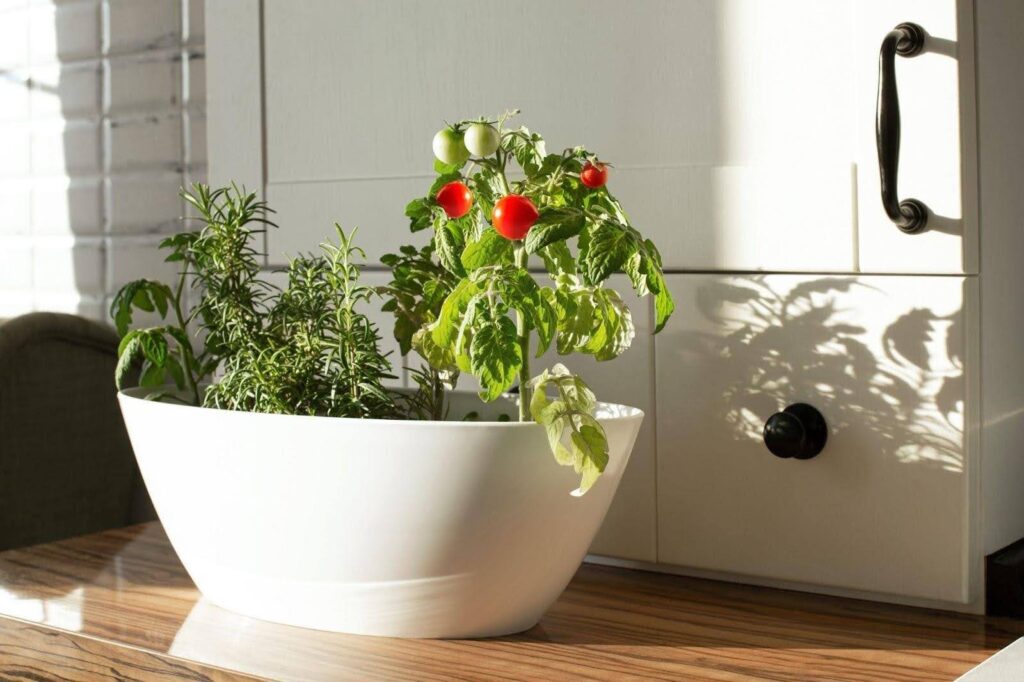 How to Create an Indoor Year-Round Vegetable Garden