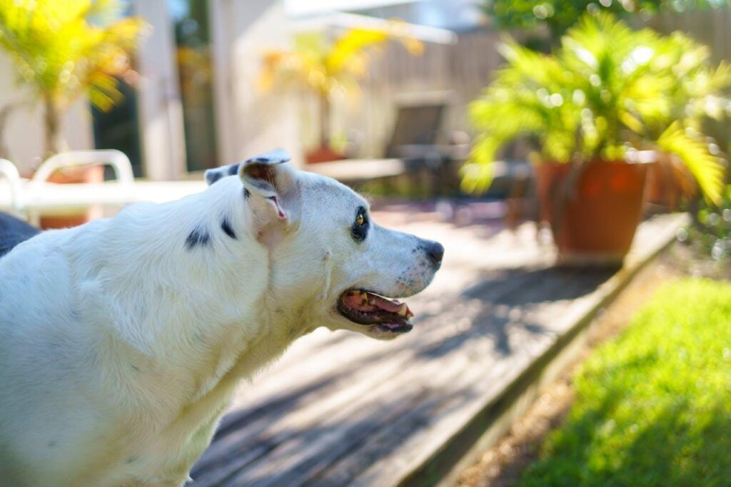 Tips to Turn Your Jacksonville Backyard Into a Luxurious Patio Retreat