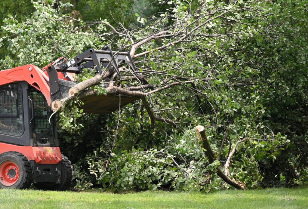 Tree Removal vs. Tree Trimming: What's the Difference and Which Do You Need?