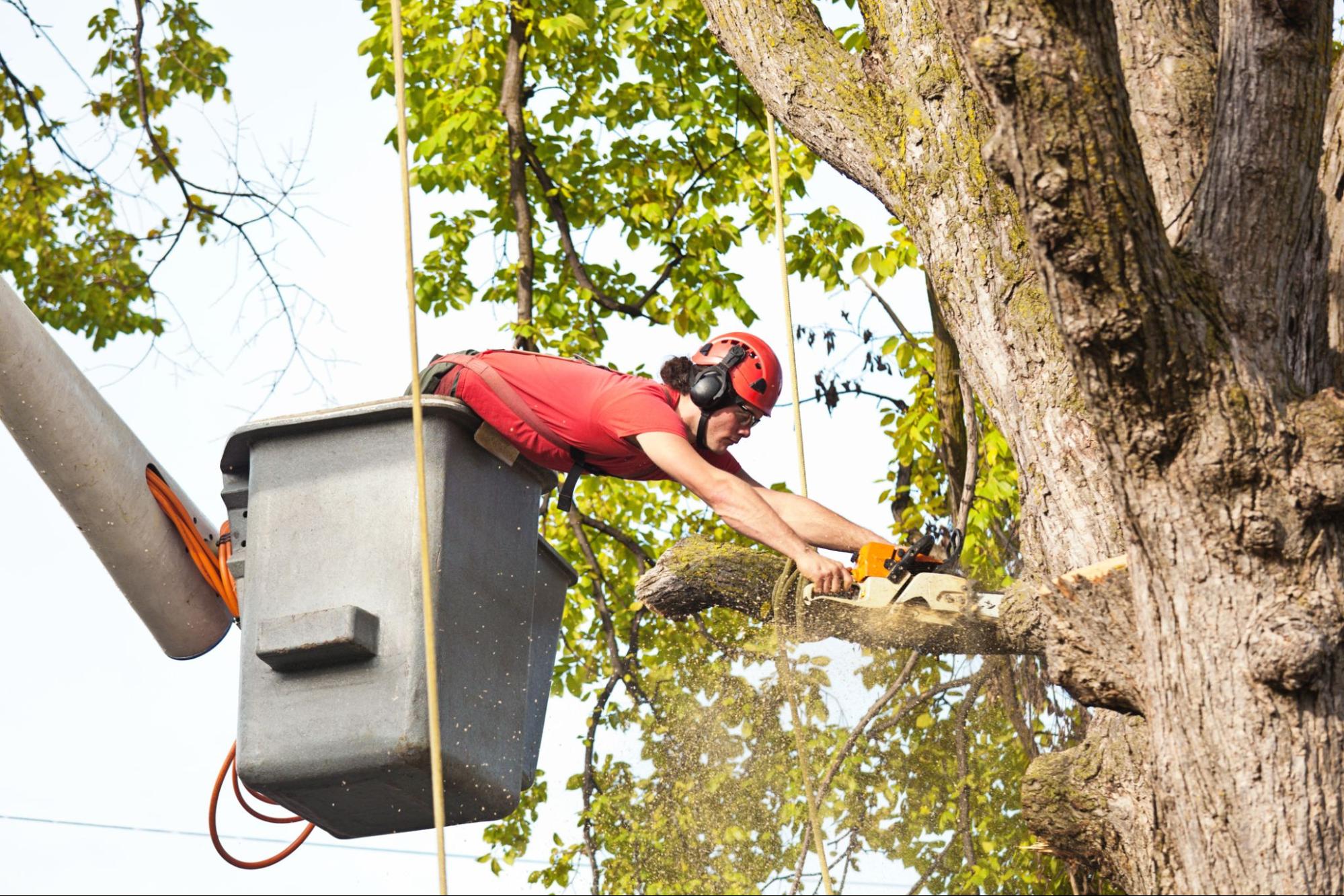 Booking the Right Tree Cutting Assessment